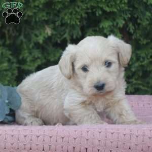 River, West Highland Terrier Puppy